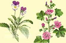 Plantes mdicinales